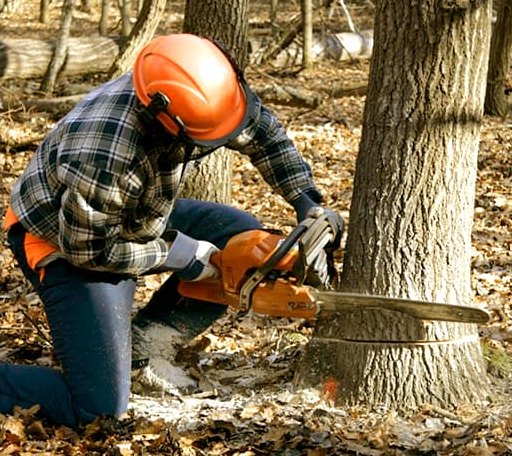 Tree Removal in Sutton, MA